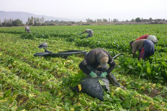 Espinacas, acelgas y brócoli se cosechan actualmente Espinacas, acelgas y brócoli se cosechan actualmente