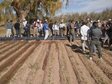 Por la seca plantaron 10% menos de ajos y caerían sus rendimientos Por la seca plantaron 10% menos de ajos y caerían sus rendimientos