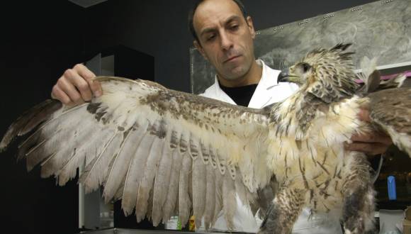 Ahora rescatan un ave que está en peligro de extinción Ahora rescatan un ave que está en peligro de extinción