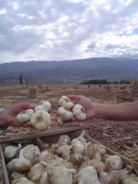 Las paradojas del cultivo del ajo en Calingasta Las paradojas del cultivo del ajo en Calingasta
