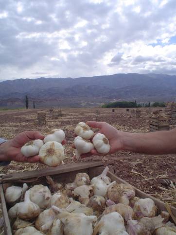 Las paradojas del cultivo del ajo en Calingasta Las paradojas del cultivo del ajo en Calingasta