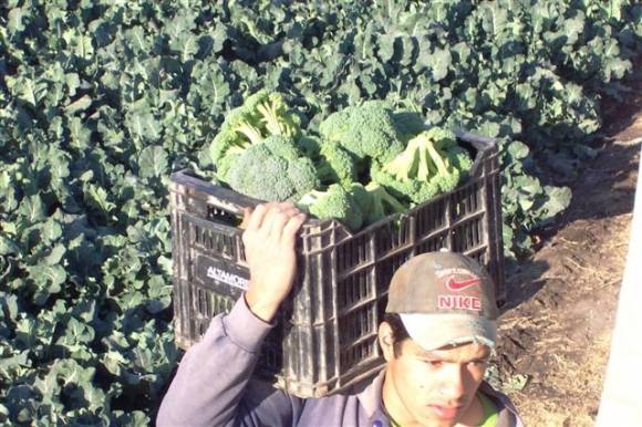 Idean máquina automática “floreteadora” de brócoli Idean máquina automática “floreteadora” de brócoli