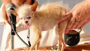 El nuevo perro más feo El nuevo perro más feo