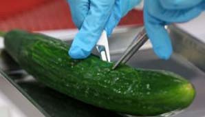 Hallan una “pista” sobre el origen de la epidemia de Escherichia coli Hallan una “pista” sobre el origen de la epidemia de Escherichia coli