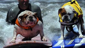 Torneo de surf para perros Torneo de surf para perros