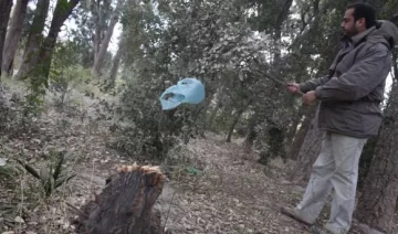 Roban los alcornoques de un vivero para hacer fuego Roban los alcornoques de un vivero para hacer fuego