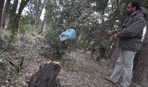Roban los alcornoques de un vivero para hacer fuego Roban los alcornoques de un vivero para hacer fuego