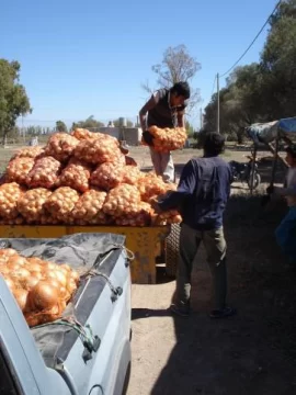 Subió el precio de la bolsa, pero no hay cebolla en Jáchal Subió el precio de la bolsa, pero no hay cebolla en Jáchal
