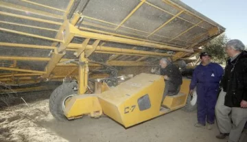 Por las heladas, planean reconvertir 7.000 Ha. de olivos Por las heladas, planean reconvertir 7.000 Ha. de olivos