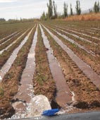 Perspectivas tecnológicas del ajo Perspectivas tecnológicas del ajo