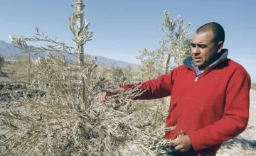 Olivos: deben denunciar Olivos: deben denunciar