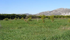 Agro: El precio de la tierra subió 20% en el último año Agro: El precio de la tierra subió 20% en el último año