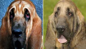 Lifting facial a un perro Lifting facial a un perro