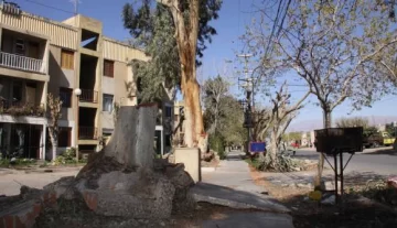 Hay más de 18.000 árboles para cambiar los muertos Hay más de 18.000 árboles para cambiar los muertos