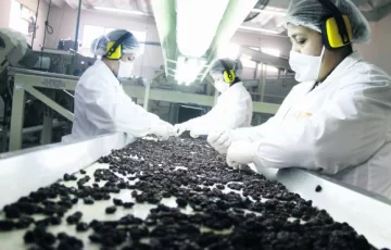 El rayo láser que selecciona pasas El rayo láser que selecciona pasas