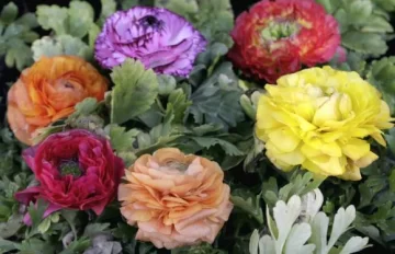 Magia al color Magia al color