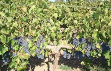 Movida regional para analizar la caída de ventas y precio Movida regional para analizar la caída de ventas y precio