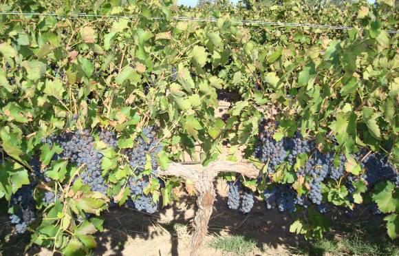 Movida regional para analizar la caída de ventas y precio Movida regional para analizar la caída de ventas y precio