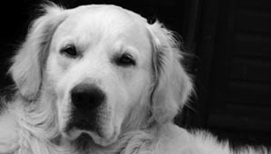 ¿Entienden los perros? ¿Entienden los perros?