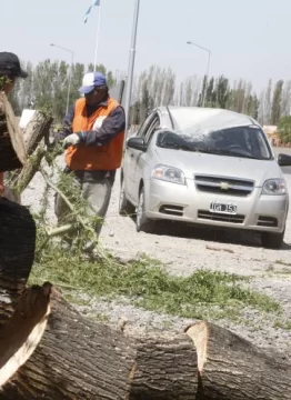 Un árbol cayó sobre un vehículo Un árbol cayó sobre un vehículo