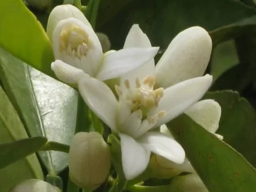 Un aroma embriagador Un aroma embriagador