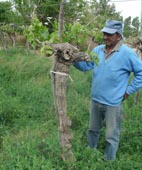 En 20 años las hectáreas de uva Moscatel disminuyeron un 64% En 20 años las hectáreas de uva Moscatel disminuyeron un 64%