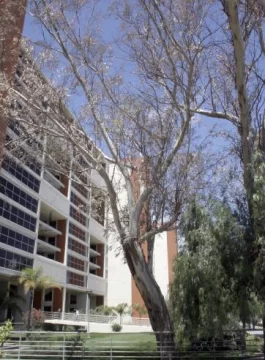 Los eucaliptos del Centro Cívico, en riesgo de muerte Los eucaliptos del Centro Cívico, en riesgo de muerte