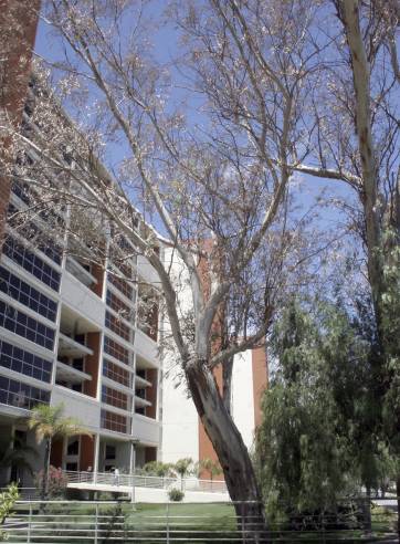 Los eucaliptos del Centro Cívico, en riesgo de muerte Los eucaliptos del Centro Cívico, en riesgo de muerte