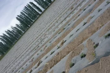 Tecnología y prolijidad Tecnología y prolijidad