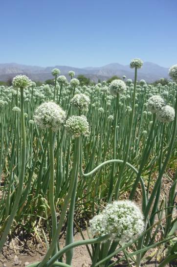 Floración Floración