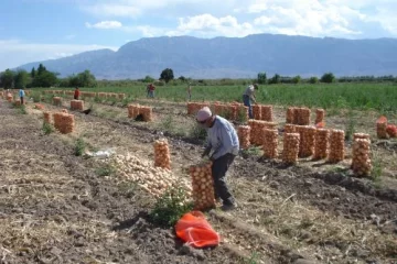 Un 30% menos de cebollas tempranas, con leve mejora en los precios Un 30% menos de cebollas tempranas, con leve mejora en los precios