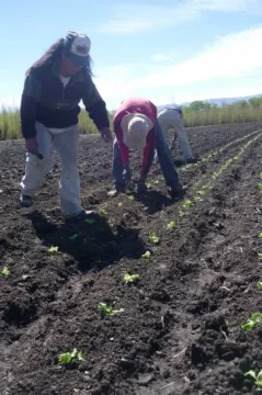 Vuelve la producción de semilla de lechuga en Iglesia Vuelve la producción de semilla de lechuga en Iglesia