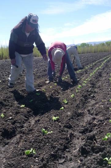 Vuelve la producción de semilla de lechuga en Iglesia Vuelve la producción de semilla de lechuga en Iglesia