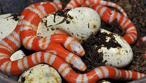 Con dos cabezas Con dos cabezas