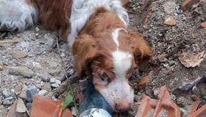 Sobreviviente Sobreviviente