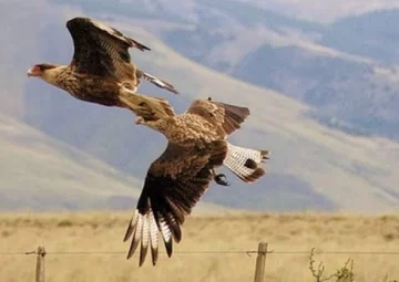 Un “Carancho” hizo nido en la Plaza de Jáchal Un “Carancho” hizo nido en la Plaza de Jáchal