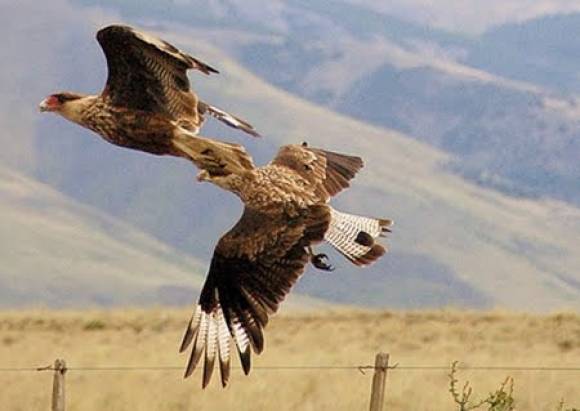 Un “Carancho” hizo nido en la Plaza de Jáchal Un “Carancho” hizo nido en la Plaza de Jáchal