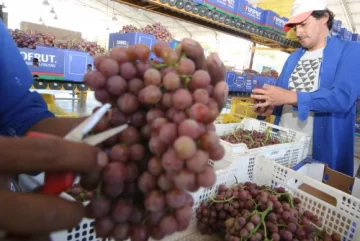 Uva de mesa: la mano de obra, ahora 32% más cara Uva de mesa: la mano de obra, ahora 32% más cara
