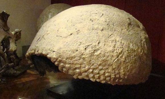 Descubren restos Descubren restos