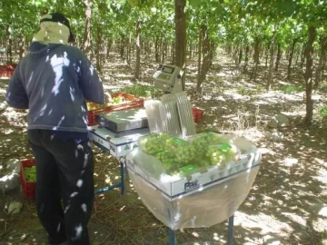 Uva de mesa: hay un 30% menos en los parrales sanjuaninos Uva de mesa: hay un 30% menos en los parrales sanjuaninos