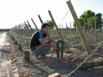 Gobierno ya pagó subsidio a 480 viñateros por el operativo mosto Gobierno ya pagó subsidio a 480 viñateros por el operativo mosto