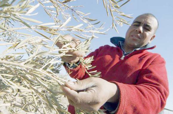 Esta temporada, el 13% de los olivos no se cosechó Esta temporada, el 13% de los olivos no se cosechó