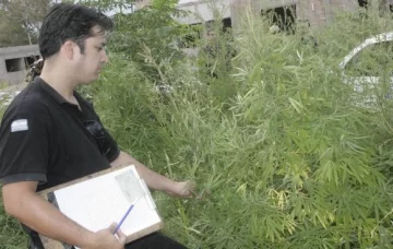 Por un robo, hallan plantas de marihuana Por un robo, hallan plantas de marihuana