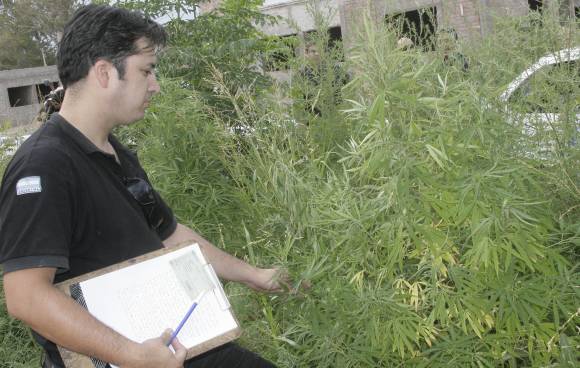 Por un robo, hallan plantas de marihuana Por un robo, hallan plantas de marihuana