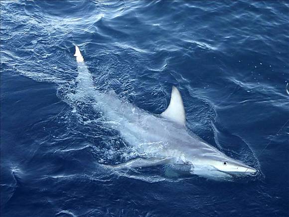 Un tiburón todo terreno en el mar australiano Un tiburón todo terreno en el mar australiano