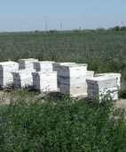 Los consorcios de exportación y los ejemplos sanjuaninos Los consorcios de exportación y los ejemplos sanjuaninos