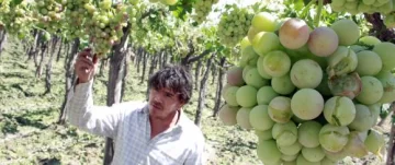 Hay alerta sanitario por enfermedades en uvas Hay alerta sanitario por enfermedades en uvas