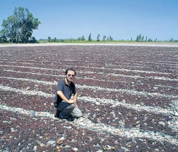 30% de merma en variedades de uva para pasas en San Juan 30% de merma en variedades de uva para pasas en San Juan