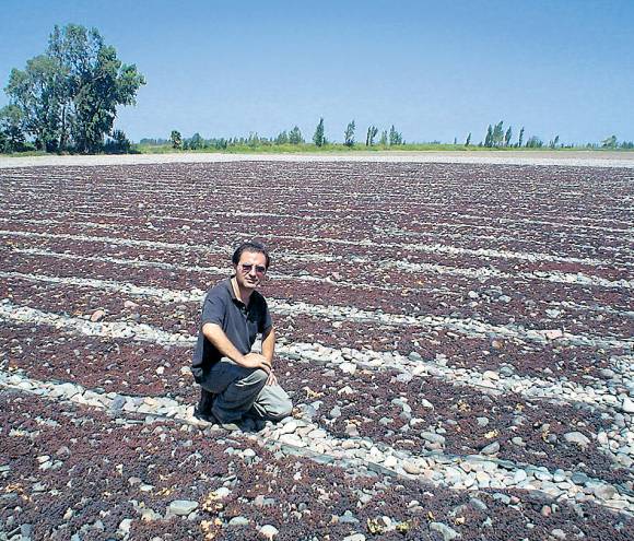 30% de merma en variedades de uva para pasas en San Juan 30% de merma en variedades de uva para pasas en San Juan