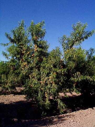 Algunas vías de solución al “mal del replante” en durazneros Algunas vías de solución al “mal del replante” en durazneros